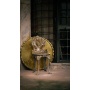Georgian Antique Chair